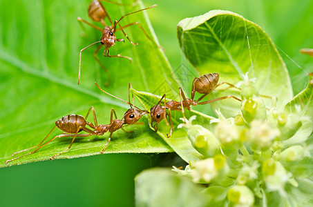 绿色性质的红蚂蚁宏观生物损害橙子昆虫漏洞工人野生动物红色水平图片