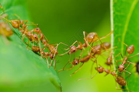 绿色性质的红蚂蚁昆虫野生动物水平损害宏观橙子漏洞生物工人红色图片