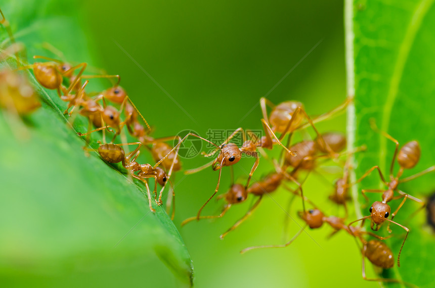 绿色性质的红蚂蚁昆虫野生动物水平损害宏观橙子漏洞生物工人红色图片