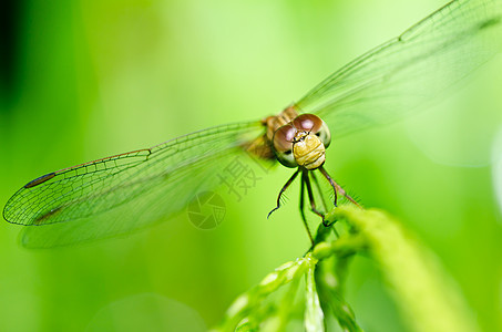 花园中的漏洞追逐者宏观野生动物昆虫绿色翅膀蜻蜓眼睛生活图片