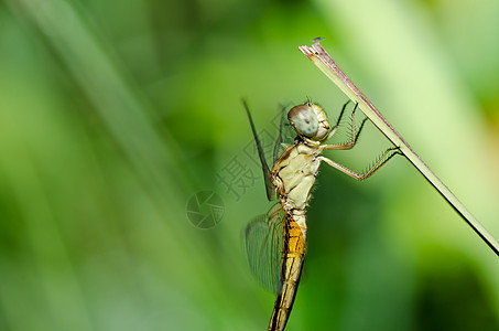 花园中的蜻蜓追逐者野生动物眼睛绿色翅膀漏洞生活宏观昆虫图片