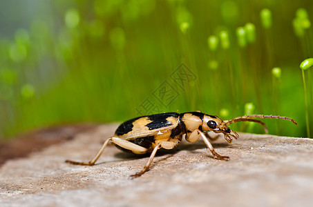 绿色性质的棕色虫宏观害虫生态野生动物盐形昆虫动物学花纹漏洞环境图片