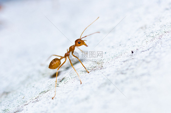 绿色性质的红蚂蚁红色工人漏洞水平野生动物昆虫橙子宏观损害生物图片