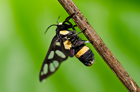 绿色的蝴蝶翅膀昆虫黑色黄色背景图片