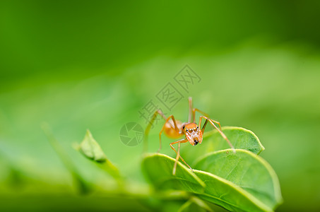 绿色性质的红蚂蜘蛛图片