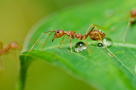 绿色性质的红蚂蚁昆虫红色橙子生物宏观野生动物漏洞水平工人损害图片