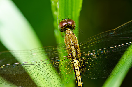 花园中的野生动物翅膀生活追逐者漏洞宏观绿色蜻蜓昆虫眼睛图片