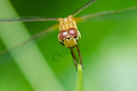 花园中的宏观翅膀追逐者漏洞野生动物昆虫眼睛蜻蜓生活绿色图片