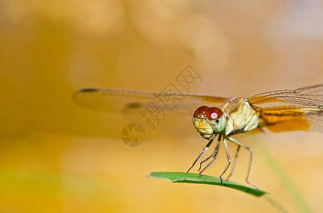 花园中的漏洞眼睛蜻蜓野生动物昆虫绿色翅膀追逐者宏观生活图片