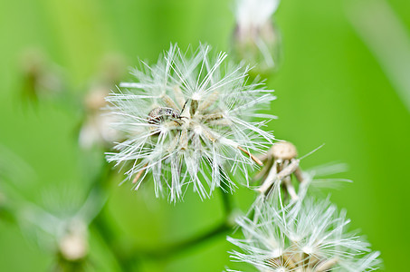 绿色性质的棕色虫昆虫生态漏洞动物学盐形大理石动物害虫花纹宏观图片