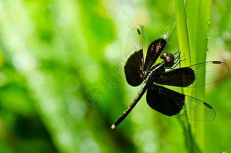 花园中的绿色漏洞生活宏观翅膀追逐者蜻蜓昆虫眼睛野生动物图片
