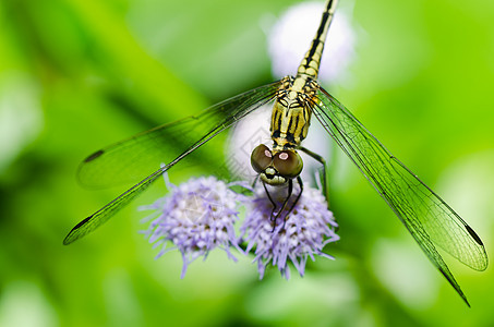 花园中的眼睛绿色生活宏观昆虫蜻蜓翅膀追逐者漏洞野生动物图片