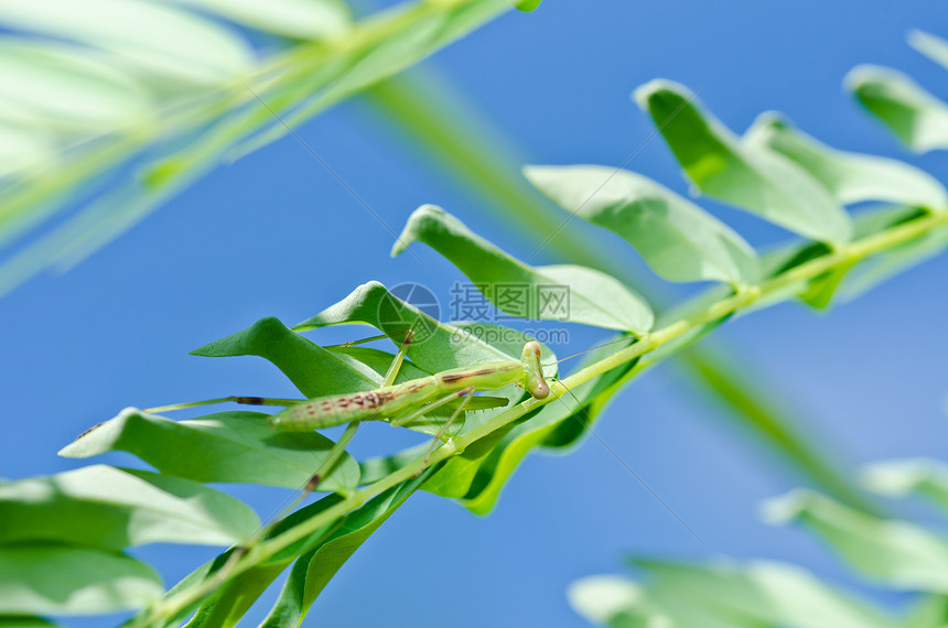 绿性白蚁野生动物天线叶子螳螂绿色生活猎人爪子眼睛昆虫图片