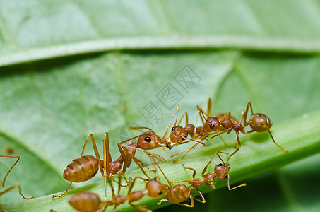 绿色性质的红蚂蚁野生动物宏观红色生物橙子漏洞损害水平昆虫工人图片