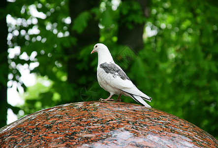 白鸽子坐在不老泉的边缘背景图片