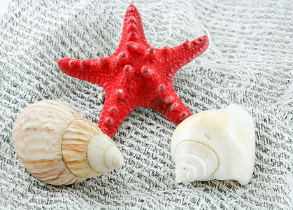 渔网上的彩色海壳海星和扇贝旅行收藏锥体星星野生动物食物钓鱼项链螺旋海岸线图片