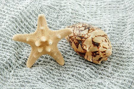 渔网上的彩色海壳海星和扇贝贝类生活旅行野生动物收藏螺旋钓鱼热带海岸线食物图片