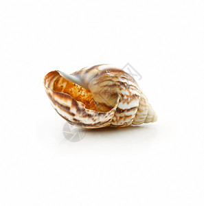 白色孤立的彩色海壳扇贝项链海岸线星星生活收藏锥体热带蜗牛野生动物螺旋图片