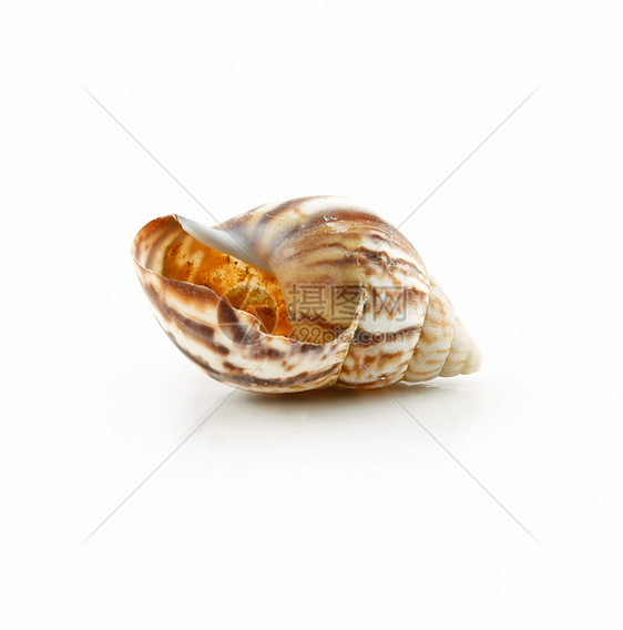 白色孤立的彩色海壳扇贝项链海岸线星星生活收藏锥体热带蜗牛野生动物螺旋图片