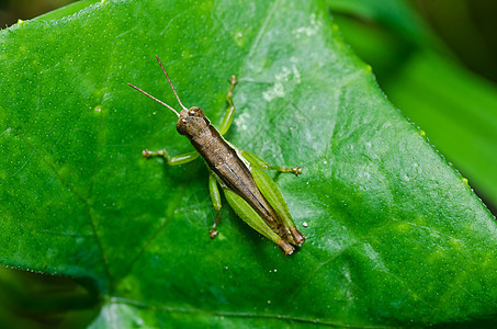 绿色天然的肌肉生活蚱蜢食物害虫蟋蟀草地野生动物跳跃叶子图片