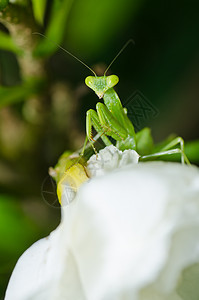 绿性白蚁叶子野生动物漏洞宏观绿色爪子螳螂昆虫天线生活图片