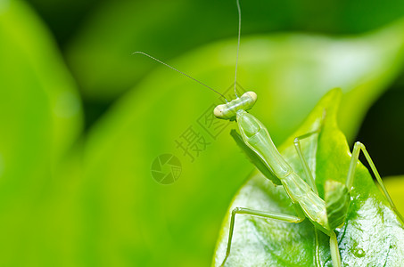 绿性白蚁宏观爪子绿色昆虫生活眼睛天线漏洞野生动物叶子图片