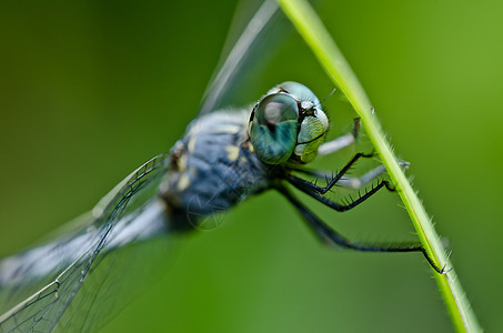绿色的飞龙微笑动物群翅膀宏观猎人蜻蜓野生动物昆虫俗语异翅目图片