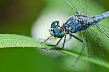 绿色的飞龙蜻蜓动物群翅膀猎人俗语昆虫宏观微笑野生动物异翅目图片