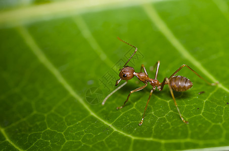 绿色性质的红蚂蚁工人照片昆虫漏洞宏观天线触角昆虫学红色野生动物图片