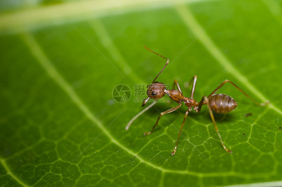 绿色性质的红蚂蚁工人照片昆虫漏洞宏观天线触角昆虫学红色野生动物图片
