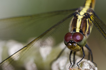 绿色的飞龙猎人蜻蜓宏观翅膀俗语野生动物动物群昆虫异翅目微笑图片