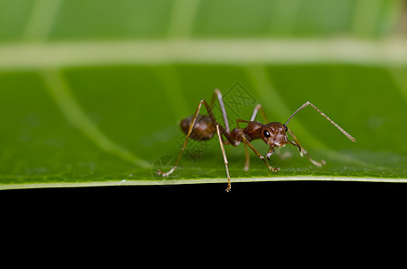 绿色性质的红蚂蚁红色野生动物漏洞昆虫触角昆虫学宏观照片天线水平图片