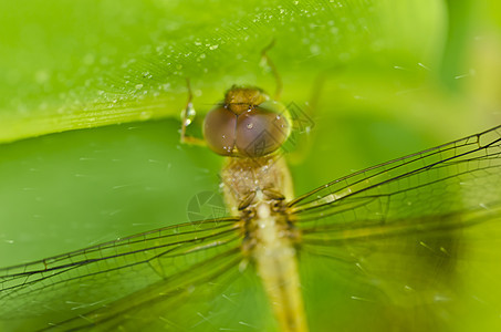 绿色新鲜的苍蝇猎人翅膀蜻蜓动物群俗语微笑野生动物宏观昆虫异翅目图片