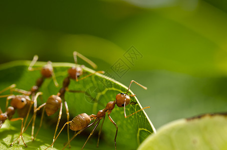 红蚁团队工作天线生物工人照片绿色白色旅行野生动物腰部蚂蚁图片