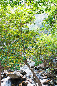 大自然中的绿树背景图片