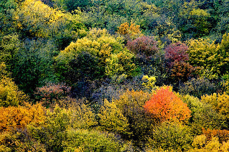 秋季背景二森林高清图片素材
