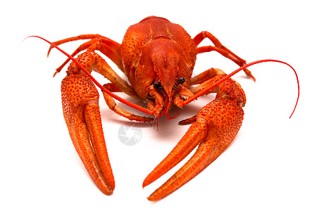 红龙虾贝类美食龙虾红色海鲜午餐食物背景图片