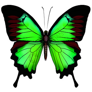 以矢量说明在WH上隔离的美丽的绿蝴蝶图片