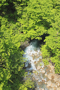 绿绿新河绿色木头树木溪流瀑布图片
