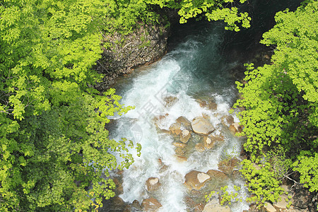 绿绿新河瀑布木头绿色树木溪流图片