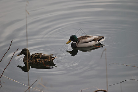 鸭子荒野鸟类公园水禽动物反射池塘观鸟飞行女性图片
