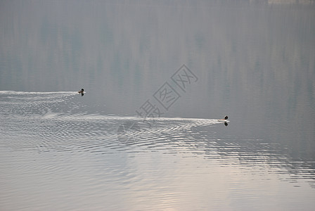鸭子夫妻游泳湿地飞行小鸭子女性鸟类羽毛动物水坑图片