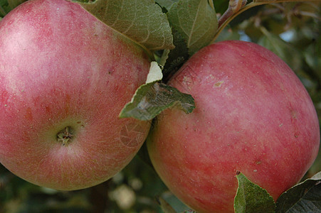 苹果栽培建材农业文化农作物产妇大国水果视觉腐烂图片