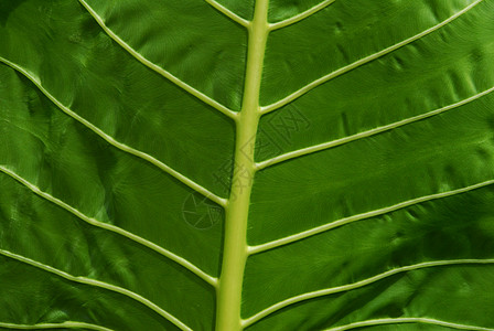 叶子绿色谷物宏观植物树液树叶枝条植树背景图片