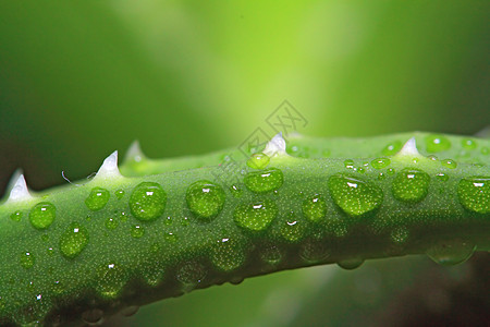 床单羊毛上滴水摄影叶子框架起源禅意生长卫生树叶芦荟植物学图片