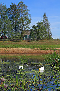 河上两只白鹅对着村图片