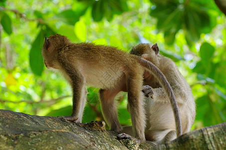 猴子猴脊椎动物野生动物热带尾巴猕猴灵长类荒野丛林哺乳动物森林图片
