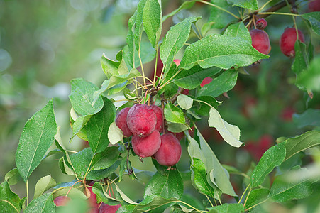 分支上的苹果收成收获水果食物红色农业农村植物绿色图片