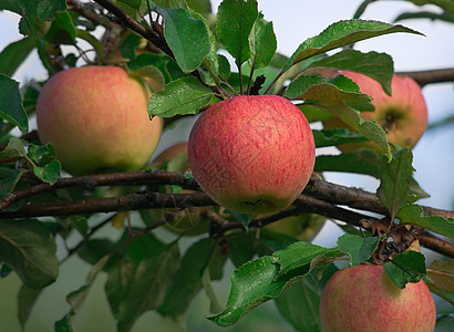 分支上的苹果红色农业收成食物绿色水果植物农村收获图片