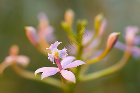 兰花花绿色宏观植物粉色背景图片